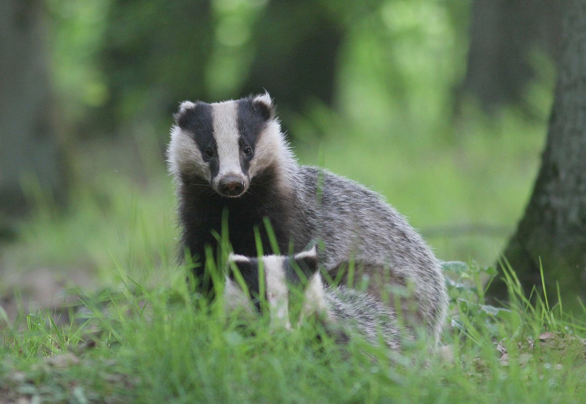 En Saône-et-Loire, le massacre de blaireaux continue, dites « STOP » !